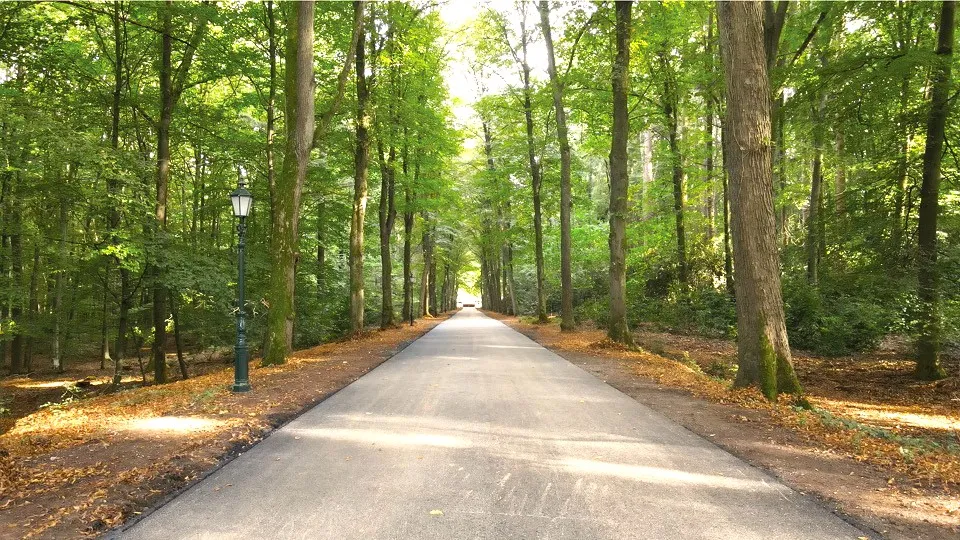 A long straight asphalt road cutting through a dense verdant forest, with tall mature trees forming a natural arching avenue and an ornate dark green lamppost with decorative scrollwork